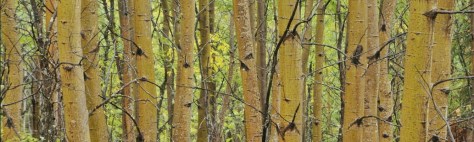 What was the big picture again? [via Jarod Carruthers on flickr under CC 2.0 and unaltered]