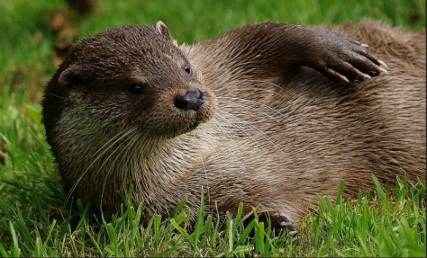 This would be the point for a tenuous link to the concept of lying back and enjoying the talk like this otter. It's just an excuse to share the otter.