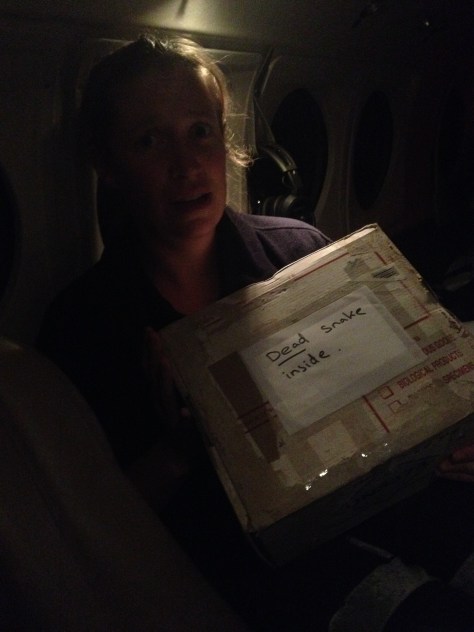 Lane dead snake copy